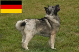 Lire la suite à propos de l’article Éleveurs de Buhunds norvégiens et chiots en France