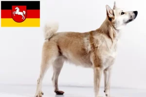 Lire la suite à propos de l’article Éleveurs de Buhunds norvégiens et chiots en Basse-Saxe