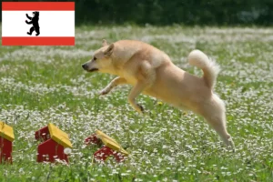 Lire la suite à propos de l’article Éleveurs de Buhunds norvégiens et chiots à Berlin