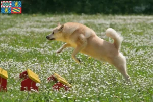 Lire la suite à propos de l’article Éleveurs de Buhunds norvégiens et chiots en Bourgogne-Franche-Comté