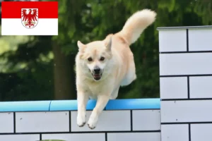 Lire la suite à propos de l’article Éleveurs de Buhunds norvégiens et chiots dans le Brandebourg