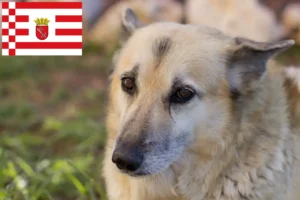 Lire la suite à propos de l’article Éleveurs de Buhunds norvégiens et chiots à Brême