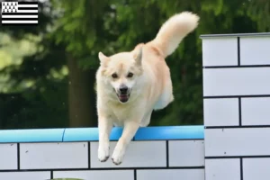 Lire la suite à propos de l’article Éleveurs de bouhins norvégiens et chiots en Bretagne