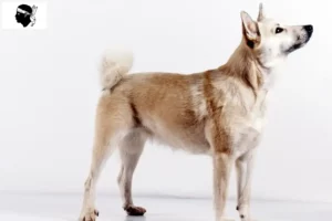 Lire la suite à propos de l’article Éleveurs de bouhins norvégiens et chiots en Corse