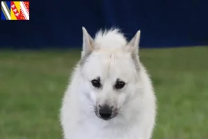 Lire la suite à propos de l’article Éleveurs de bouhins norvégiens et chiots en Grand Est