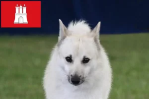 Lire la suite à propos de l’article Éleveurs de Buhunds norvégiens et chiots à Hambourg