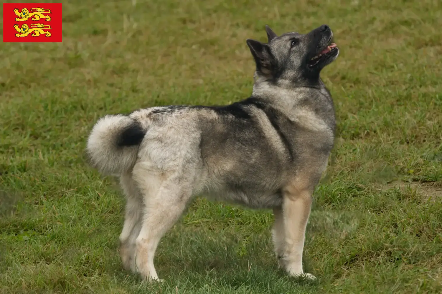 Norvégien Buhund chiots et éleveurs Normandie Ici, tu trouveras des éleveurs de Buhunde norvégiens en Normandie.