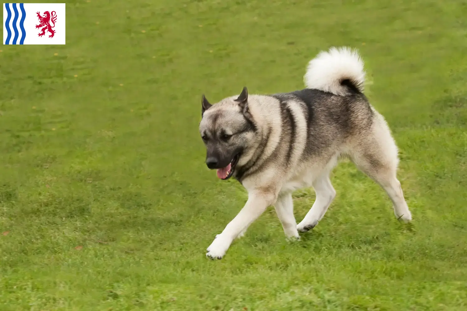 Norvégien Buhund chiots et éleveurs Nouvelle-Aquitaine Ici vous trouverez des éleveurs de chiens Norvégiens de race Buh en Nouvelle-Aquitaine.
