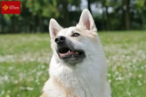 Lire la suite à propos de l’article Éleveurs de bouhins norvégiens et chiots en Occitanie
