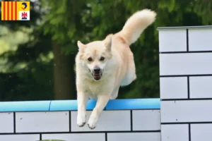 Lire la suite à propos de l’article Éleveurs de Buhunds norvégiens et chiots en Provence-Alpes-Côte d’Azur