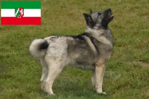 Lire la suite à propos de l’article Éleveurs de Buhunds norvégiens et chiots en Rhénanie-du-Nord-Westphalie