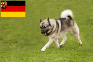 Lire la suite à propos de l’article Éleveurs de Buhunds norvégiens et chiots en Rhénanie-Palatinat