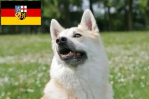 Lire la suite à propos de l’article Éleveurs de Buhunds norvégiens et chiots en Sarre