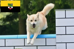 Lire la suite à propos de l’article Éleveurs de Buhunds norvégiens et chiots en Saxe-Anhalt