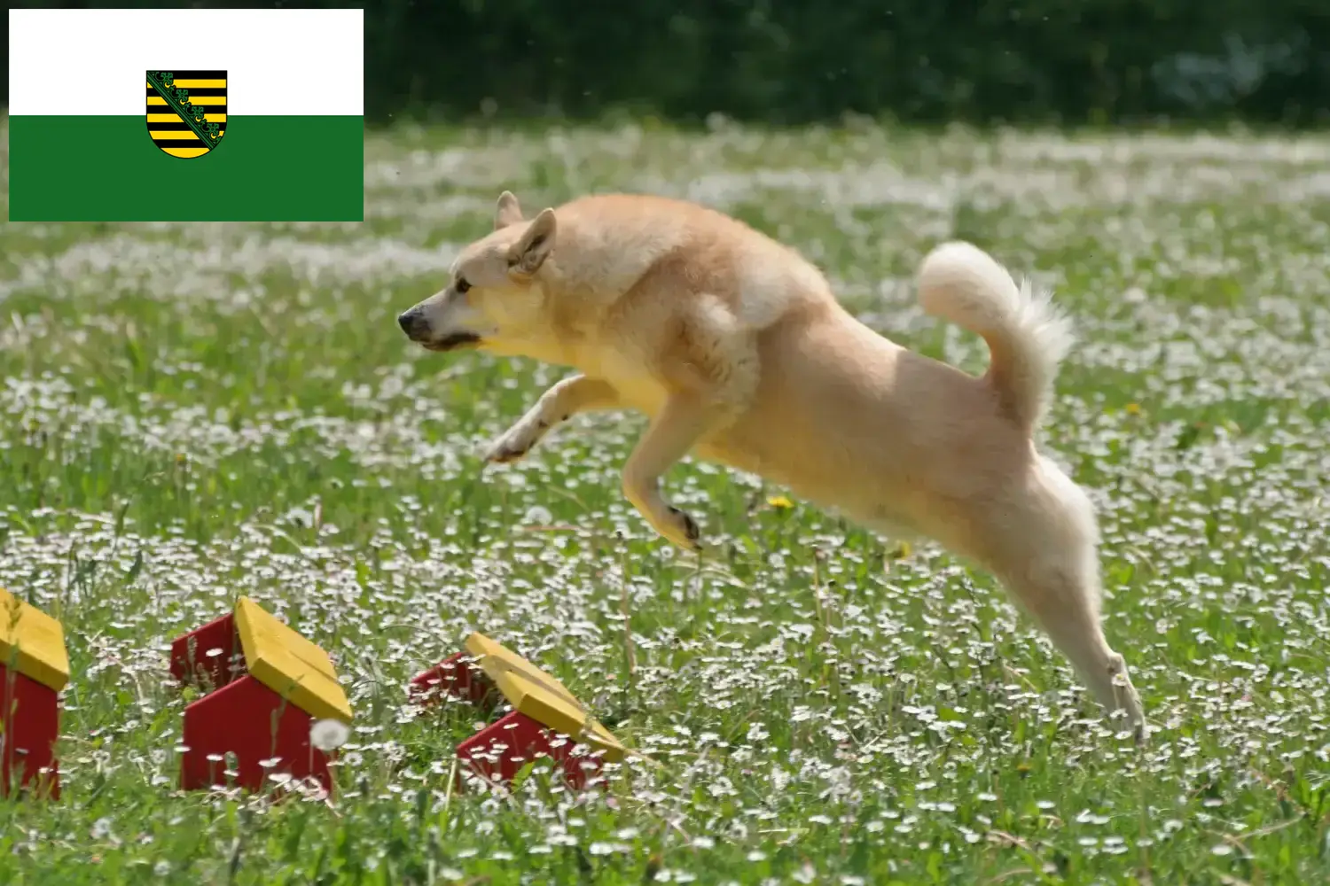 Norvégien Buhund chiots et éleveurs Saxe Ici tu peux trouver des éleveurs de chiens Norvégiens en Saxe.