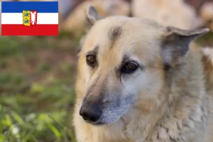 Lire la suite à propos de l’article Éleveurs de Buhunds norvégiens et chiots dans le Schleswig-Holstein