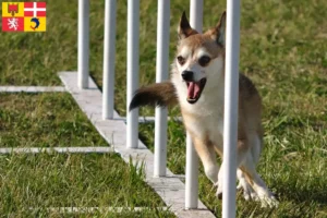 Lire la suite à propos de l’article Éleveurs de Lundehunds norvégiens et chiots en Auvergne-Rhône-Alpes
