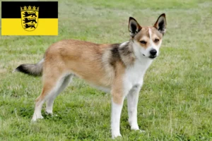 Lire la suite à propos de l’article Éleveurs de Lundehunds norvégiens et chiots en Baden-Württemberg