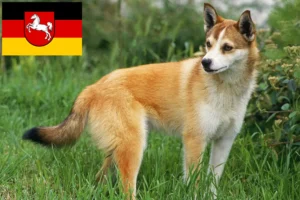 Lire la suite à propos de l’article Éleveurs de Lundehund norvégien et chiots en Basse-Saxe
