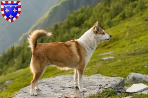 Lire la suite à propos de l’article Éleveurs de Lundehunds norvégiens et chiots en Centre-Val de Loire