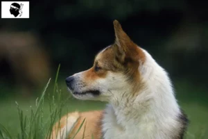 Lire la suite à propos de l’article Éleveurs de Lundehunds norvégiens et chiots en Corse
