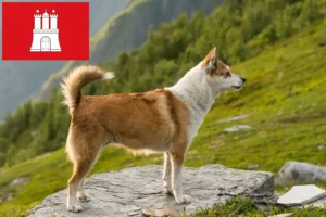 Lire la suite à propos de l’article Éleveurs de Lundehunds norvégiens et chiots à Hambourg