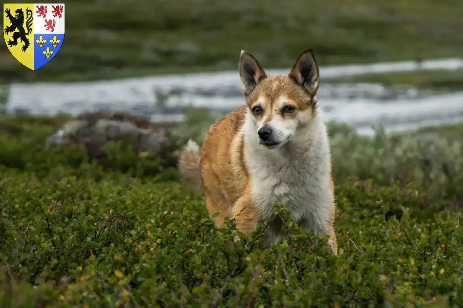 Norvégien Lundehund chiots et éleveurs Hauts-de-France Ici vous trouverez des éleveurs de chiens de berger norvégiens en Hauts-de-France.
