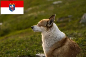 Lire la suite à propos de l’article Éleveurs de Lundehunds norvégiens et chiots en Hesse