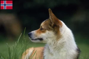 Lire la suite à propos de l’article Éleveurs de Lundehunds norvégiens et chiots en Norvège