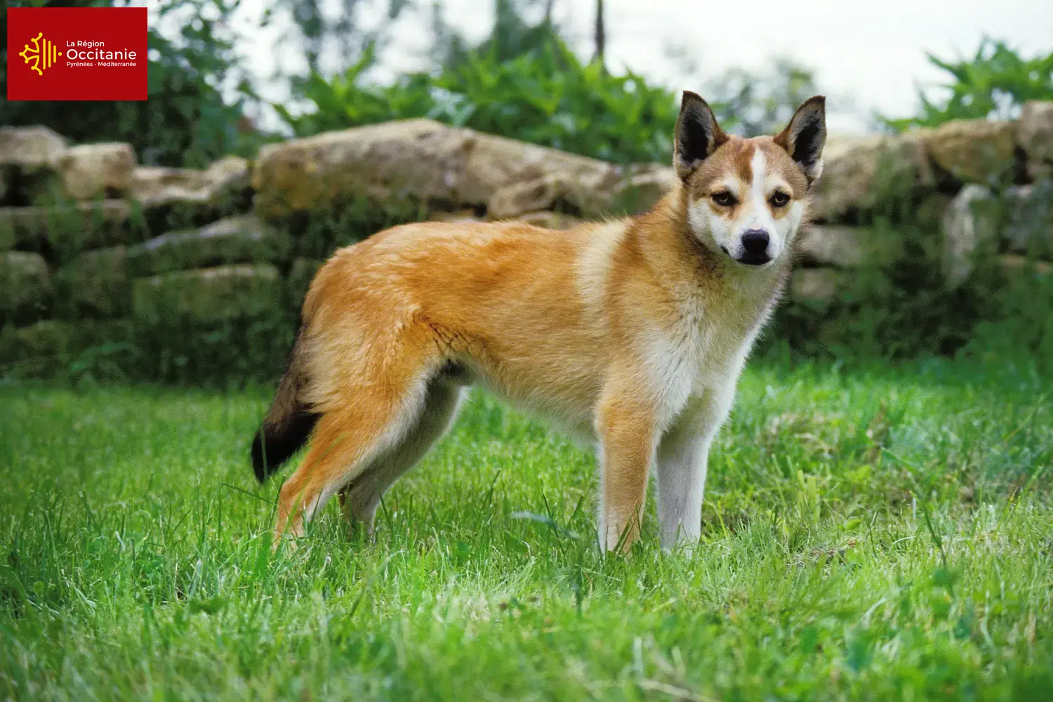 Norvégien Lundehund chiots et éleveurs Occitanie Ici tu trouves des éleveurs de chiens de berger norvégiens en Occitanie.