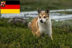 Lire la suite à propos de l’article Éleveurs de Lundehund norvégiens et chiots en Rhénanie-Palatinat