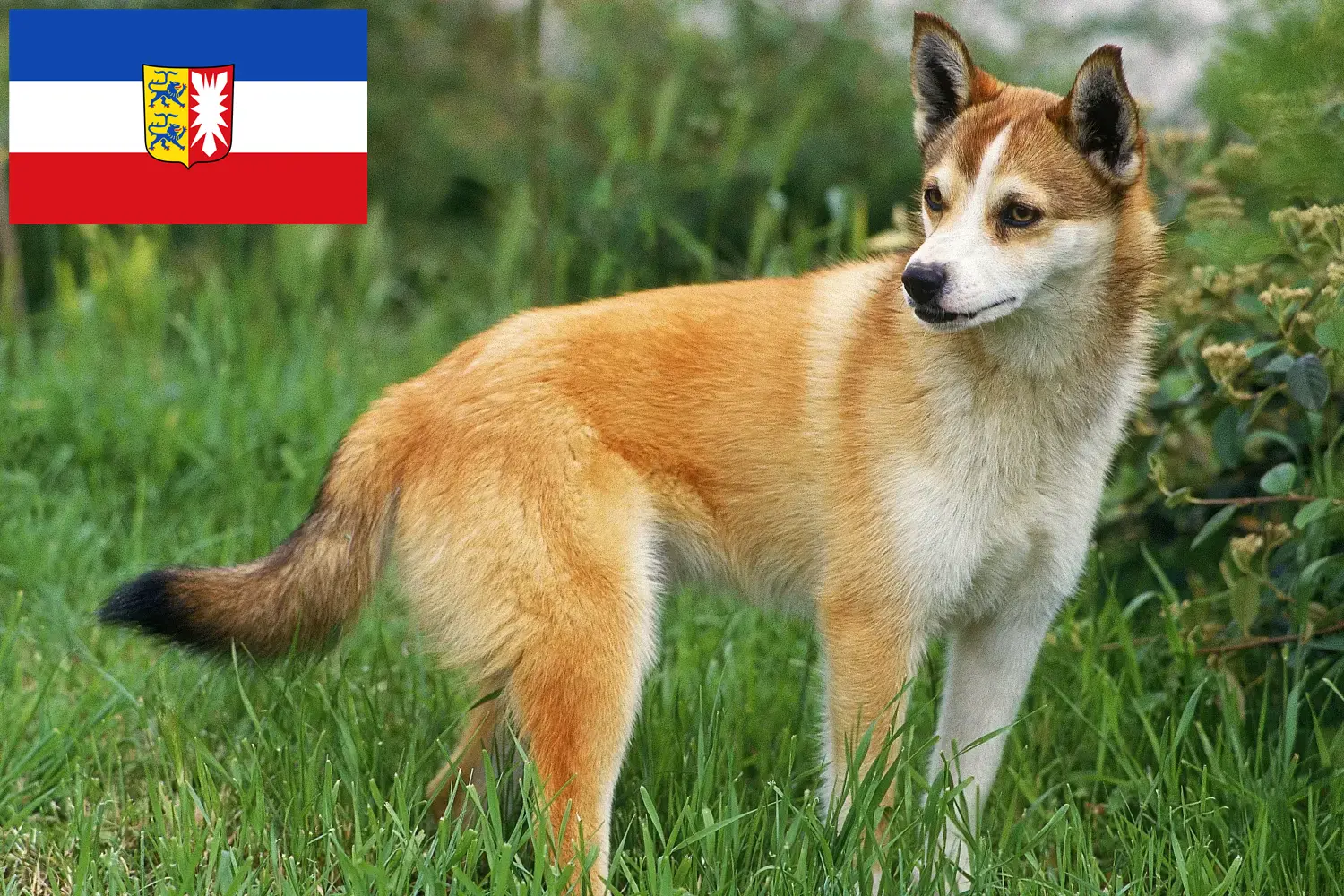 Norvégien Lundehund chiots et éleveurs Schleswig-Holstein Ici, tu peux trouver des éleveurs de Lundehunde norvégiens dans le Schleswig-Holstein.