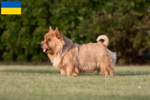 Lire la suite à propos de l’article Norwich Terrier éleveurs et chiots en Ukraine