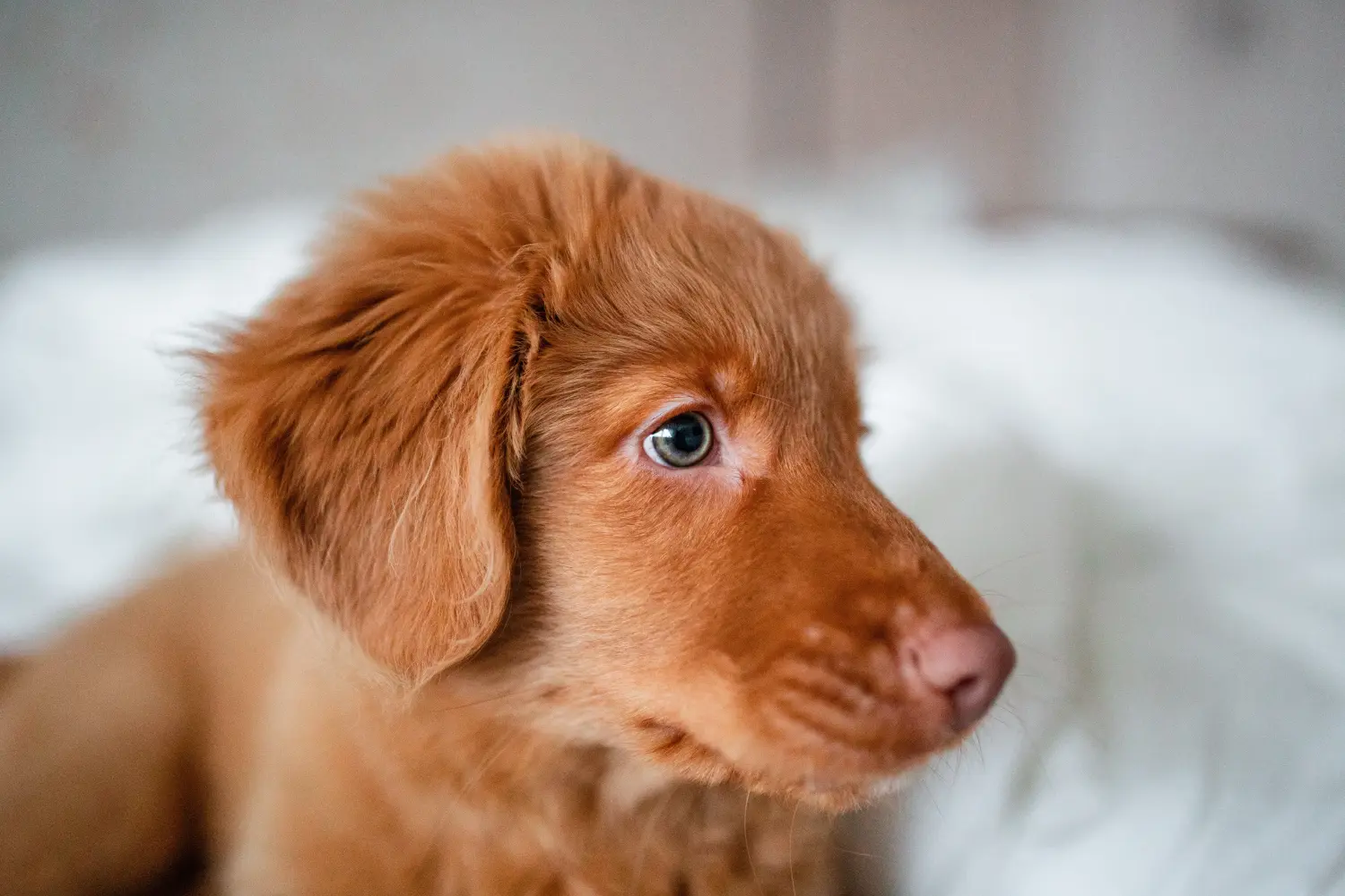 Acheter un chiot Nova Scotia Duck Tolling Retriever, c'est prendre ses responsabilités ! Acheter des chiots de Nova Scotia Duck Tolling Retriever.