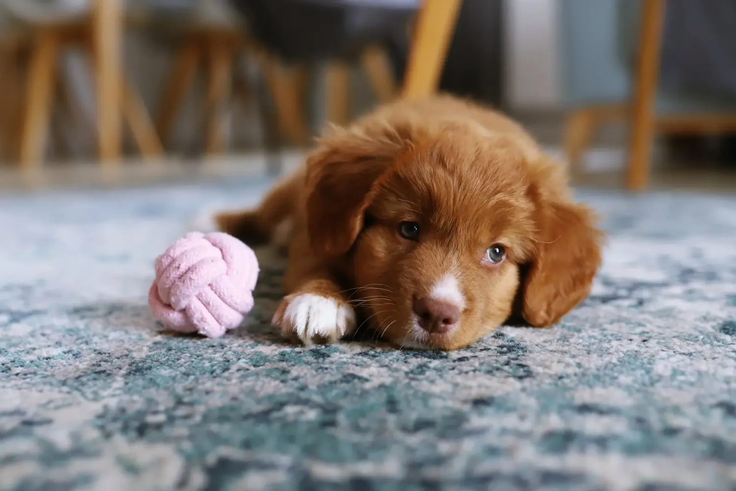 Acheter un chiot Nova Scotia Duck Tolling Retriever, c'est prendre ses responsabilités ! Acheter des chiots de Nova Scotia Duck Tolling Retriever.