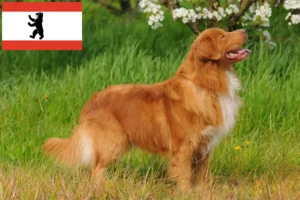 Lire la suite à propos de l’article Nova Scotia Duck Tolling Retriever éleveurs et chiots à Berlin