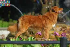 Lire la suite à propos de l’article Nova Scotia Duck Tolling Retriever éleveurs et chiots en Bourgogne-Franche-Comté