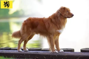 Lire la suite à propos de l’article Nova Scotia Duck Tolling Retriever éleveurs et chiots en Flandre