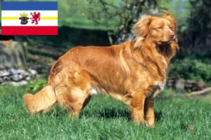 Lire la suite à propos de l’article Nova Scotia Duck Tolling Retriever éleveurs et chiots dans le Mecklembourg-Poméranie occidentale