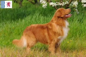 Lire la suite à propos de l’article Nova Scotia Duck Tolling Retriever éleveurs et chiots en Nouvelle-Aquitaine