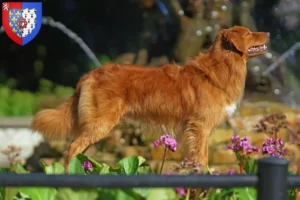 Lire la suite à propos de l’article Nova Scotia Duck Tolling Retriever éleveurs et chiots en Pays de la Loire
