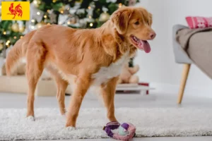 Lire la suite à propos de l’article Nova Scotia Duck Tolling Retriever éleveurs et chiots en Région wallonne