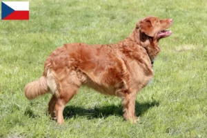 Lire la suite à propos de l’article Nova Scotia Duck Tolling Retriever éleveurs et chiots en République tchèque