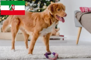 Lire la suite à propos de l’article Nova Scotia Duck Tolling Retriever éleveurs et chiots en Rhénanie-du-Nord-Westphalie