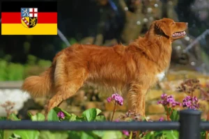 Lire la suite à propos de l’article Nova Scotia Duck Tolling Retriever éleveurs et chiots en Sarre