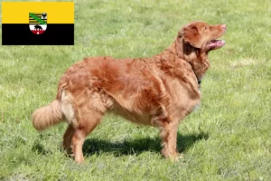 Lire la suite à propos de l’article Nova Scotia Duck Tolling Retriever éleveurs et chiots en Saxe-Anhalt