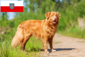 Lire la suite à propos de l’article Nova Scotia Duck Tolling Retriever éleveurs et chiots en Thuringe