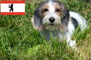 Lire la suite à propos de l’article Petit Basset Griffon Vendéen éleveurs et chiots à Berlin