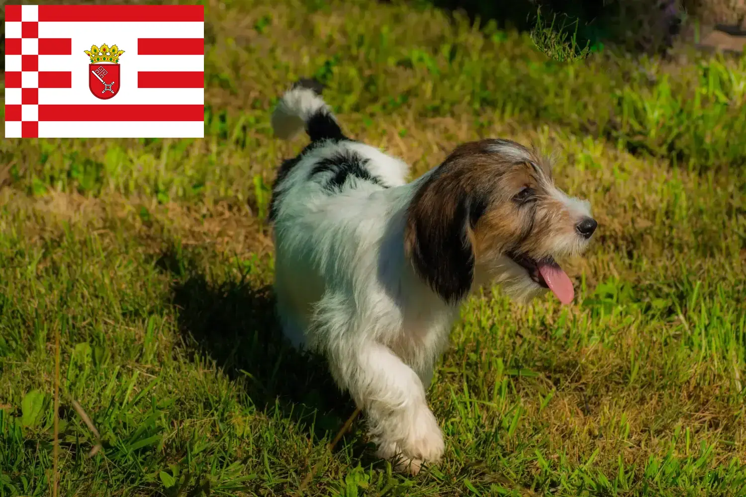 Petit Basset Griffon Vendéen Chiots et éleveurs Bremen Ici, tu trouveras des éleveurs de Petit Basset Griffon Vendéens à Brême.