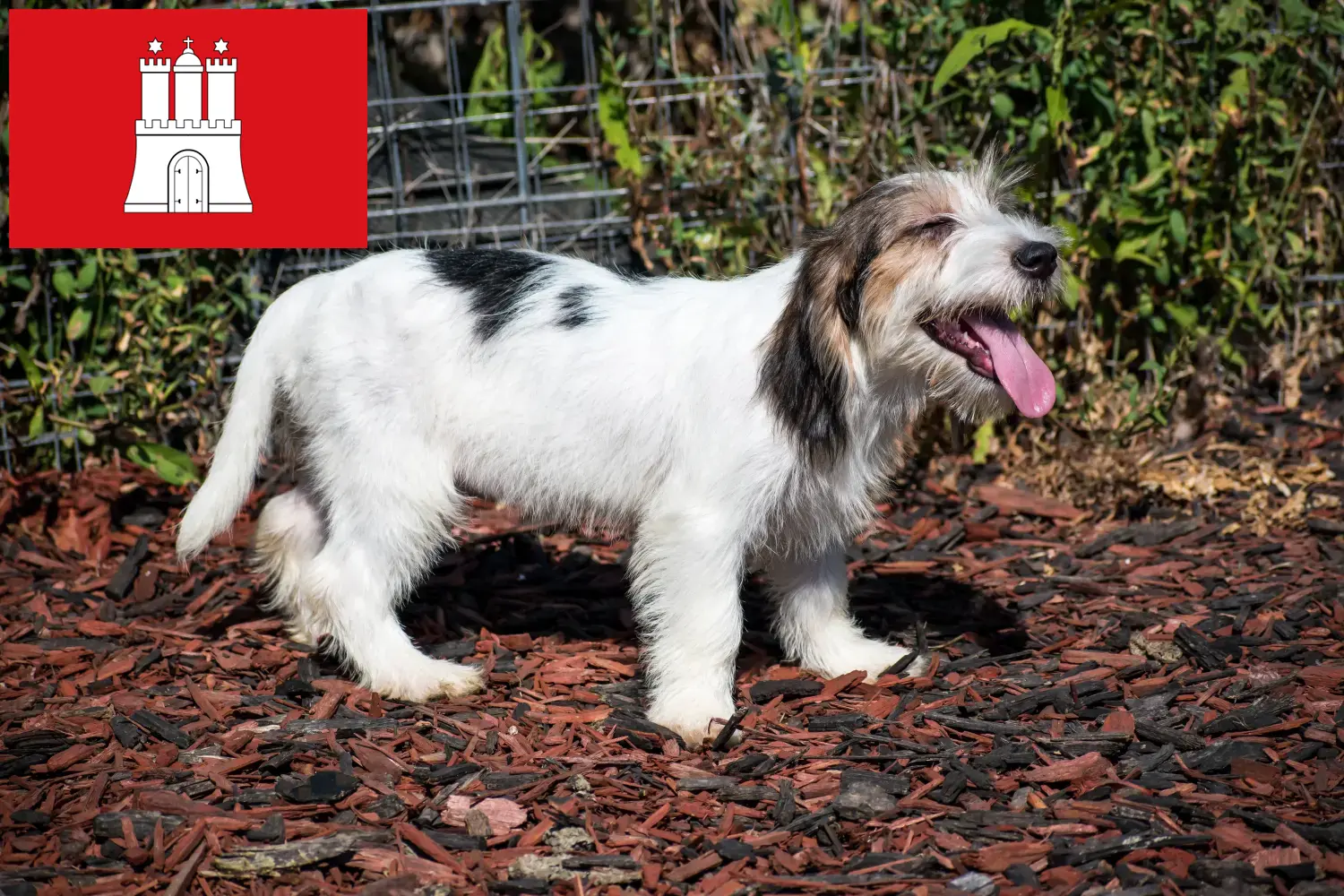 Petit Basset Griffon Vendéen Chiots et éleveurs Hambourg Ici, tu trouveras des éleveurs de Petit Basset Griffon Vendéens à Hambourg.